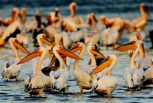 В Израиле владельцы рыбных прудов поднимут цены из-за пеликанов