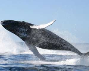 Голубые киты стали петь более низкими голосами из-за глобального потепления