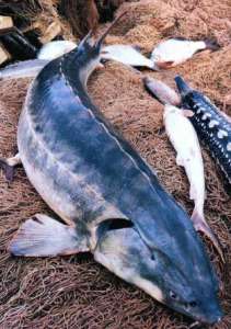 На Каспии катастрофически уменьшилась популяция осетровых рыб