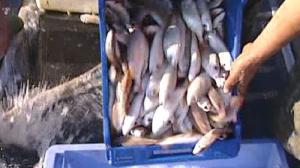 Без договора о квотах рыболовецкий промысел в ЕС прекратится 1 января