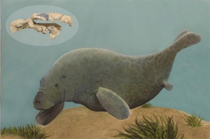 Карликовая морская корова эпохи эоцена обнаружена на Мадагаскаре