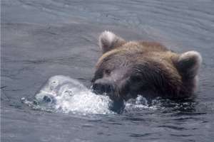 Новый способ ловли с помощью медведя Гризли признан лучшим (видео)