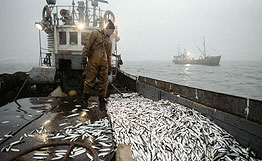 Внедрение новых правил рыбной ловли приносит первые положительные результаты в Приморье