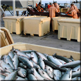 В Мурманске прошел митинг против уничтожения рыбы из научного улова