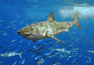 В Австралии установлена слежка за большими белыми акулами
