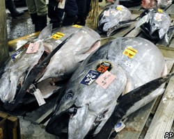 В Японии гигантский тунец был продан за рекордные 175 тысяч долларов