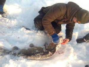 На зимней рыбалке в Эстонии рыболов-любитель поймал метровую щуку весом 14,4 кг