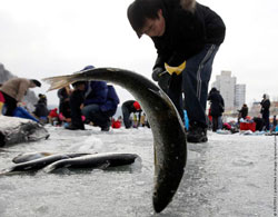 Особенности корейской национальной рыбалки в зимний период (фото и видео)