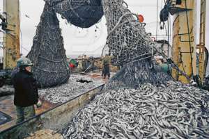 Россия: Ученые КаспНИРХа изобрели новые орудия лова морской рыбы