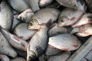 Украина: Экологи зафиксировали мор рыбы в в реке Веревчина в Херсонской области
