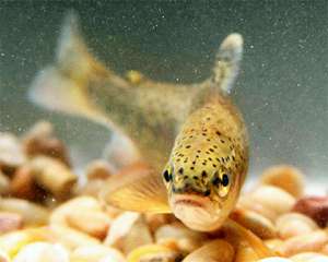 Ученые: Появление жабр у древних рыб не было связано с недостатком кислорода
