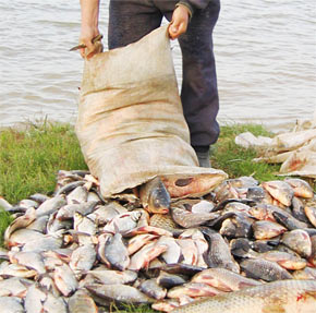 Финал громкого "рыбного дела" - милиционеров, присвоивших улов браконьеров, осудили