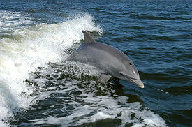 Ученые обвинили траулеры в гибели дельфинов, обитающих в Средиземном море