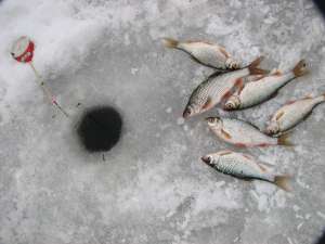 На озере Пюхаярве в Эстонии прошел фестиваль «Золотая рыбка»... килограмм золота был розыгран в викторине