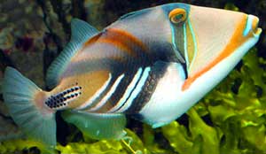 Важное открытие: Некоторые виды рифовых рыб могут различать цвета