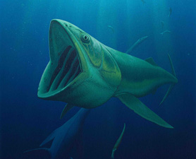 Навык фильтровать воду киты приобрели у древних рыб из Мезозойской Эры