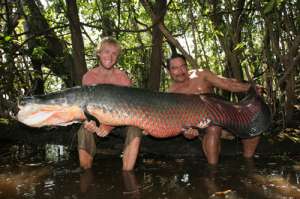 Выживет ли арапайма - самая крупная пресноводная рыба живущая в Амазонке?