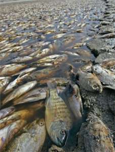 И-за внезапного похолодания во Флориде погибло множество экзотических рыб