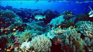 Коралловые рифы являются "заводами" по производству новых форм жизни на Земле