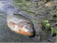 Россия: Уфимские экологи зафиксировали массовый замор рыбы ценных пород в озере Кашкадан