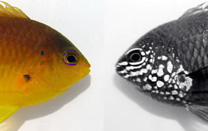 Удивительное открытие: некоторые виды рыб могут видеть в ультрафиолетовом спектре