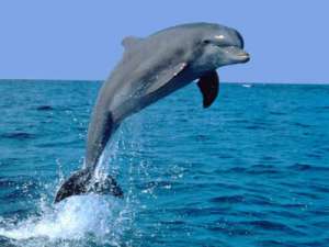 В запорожском заповеднике Хортица прописался дельфин?!