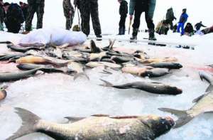 Тонны рыбы погибли на Киевском водохранилище!