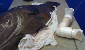 В Австралии ветеринары спасли окуня, проглотившего 30 сатниметровый кусок водопроводной трубы
