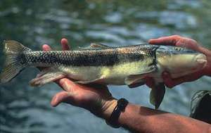 Сохранение популяции редкой рыбы June sucker может потребовать перенесения русла реки в Салт Лейк Сити, США.