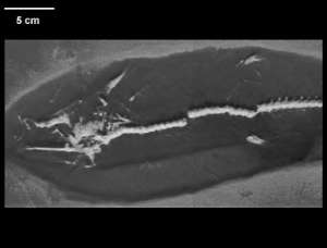 В Атланте (Джорджия) обнаружены следы доисторической рыбы osculus Notogoneus, вымершей миллионы лет назад