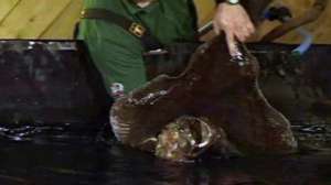 2 палтуса-монстра стали жителями аквариума в Британии