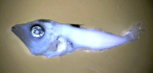 Последствия недавней катастрофы на нефтяной вышке Deepwater Horizon могут уничтожить голубого тунца