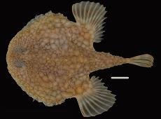 Нет худа без добра: В районе разлива нефти в Мексиканском заливе ученые обнаружили новые виды рыб