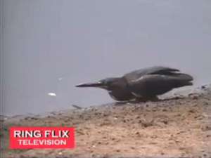 Удивительная птица рыбачит как человек (видео)