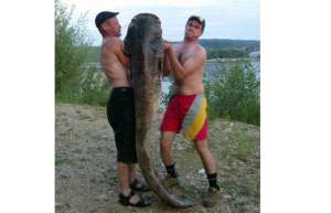 В реке Вятка пойман двухметровый сом весом 70 кг