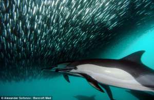 Невероятные фотографии – миллионы сардин атакуют акулы, дельфины и киты (фото)