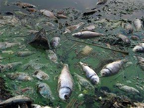 В Боливии погибло 6 000 000 рыб