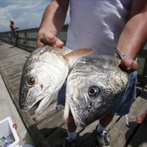 В США никто не хочет покупать морепродукты из Мексиканского залива