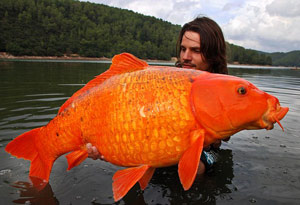 Д-а-а-а, для таких «золотых рыбок» нужен аквариум побольше. Во Франции пойман карп кои весом 12!!! кг.
