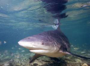 Их нравы:  жительница Австралии взывает к состраданию, найдя покалеченную людьми акулу