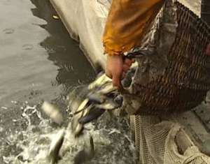 Страшная угроза поступила от государственного комитета рыбного хозяйства :)