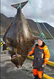 Накормить 5000 людей одной рыбой? Почти так! Пенсионер из Исландии поймал палтуса, который обеспечил ужином 1000 человек (фото)