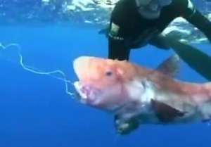 Удивительную глубоководную рыбу поймали в Бразилии (видео)