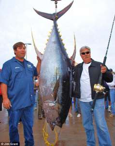 Побит мировой рекорд по ловле тунца, 33-летней давности (фото)