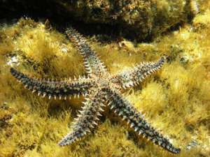 Морские звезды - ключ к лечению многих болезней