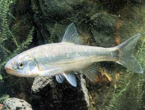 Елец назван Рыбой 2010 года, которому угрожает исчезновение