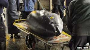 В Токио голубой тунец был продан за рекордные 400 000 долларов!