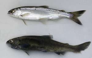 В японском озере обнаружили уникальный вид лосося, считавшийся вымершим