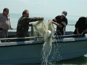 В Азовском море может исчезнуть пелингас