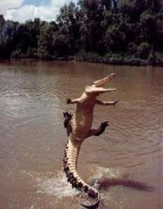 Внимание! Крокодилы на рыбалке